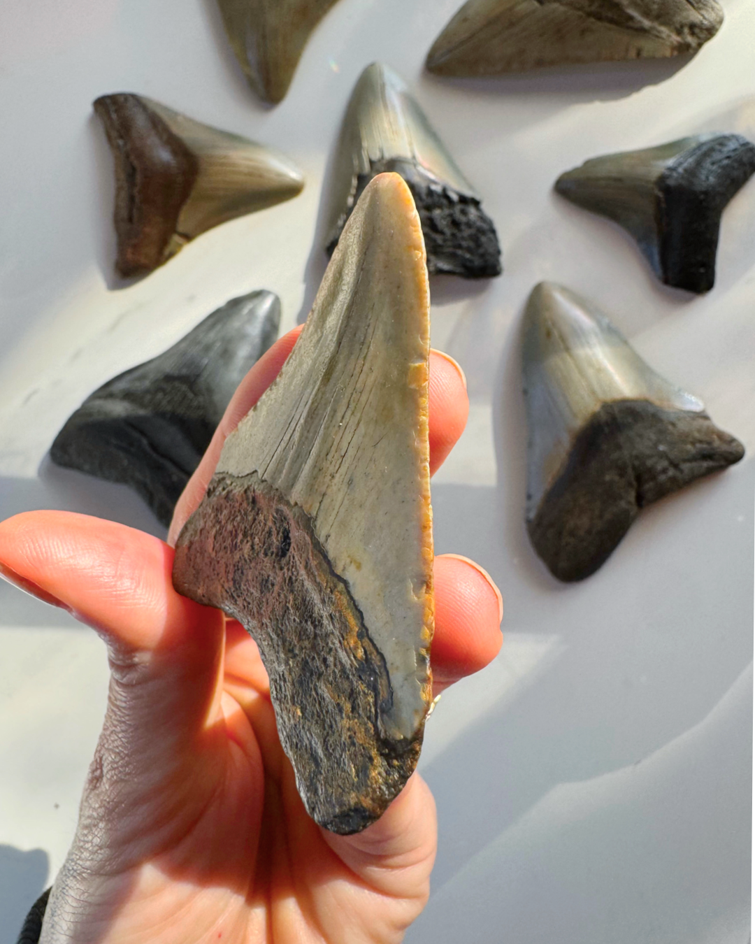 Megalodon Tooth - Baltic Mermaid