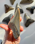 Megalodon Tooth