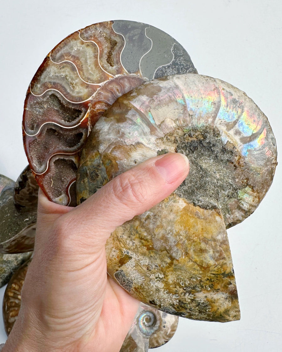 Blue Ammonite Fossil Pair