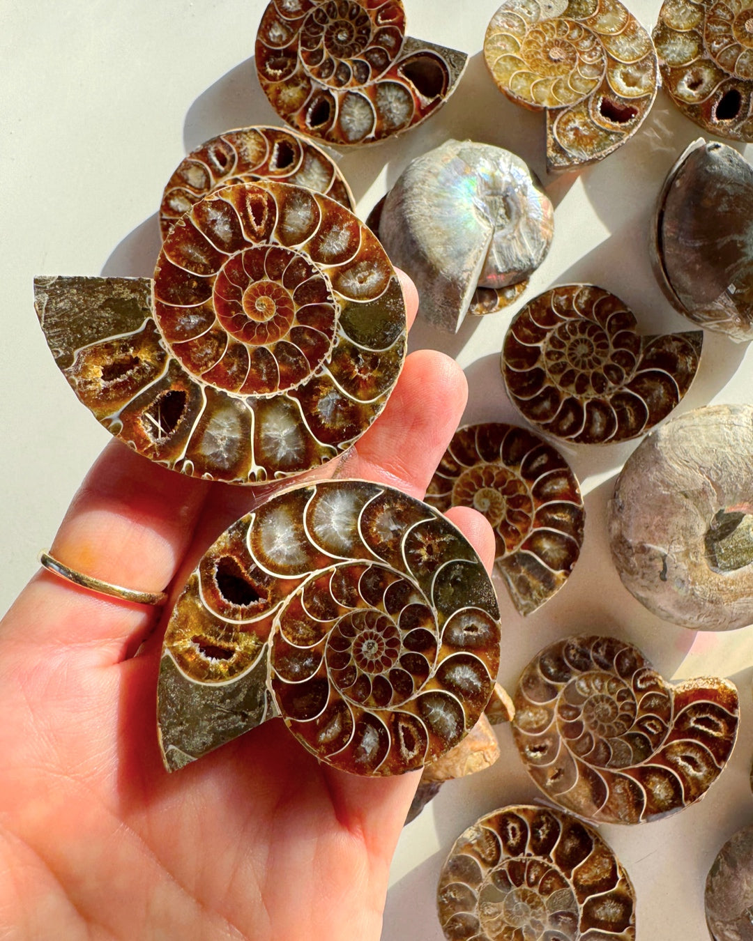 Ammonite Fossil Pairs - Baltic Mermaid