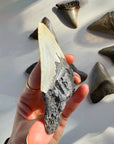 Megalodon Tooth