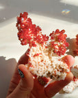 Vanadinite on Barite from Morocco