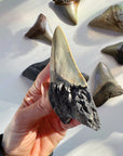 Megalodon Tooth