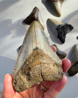 Megalodon Tooth