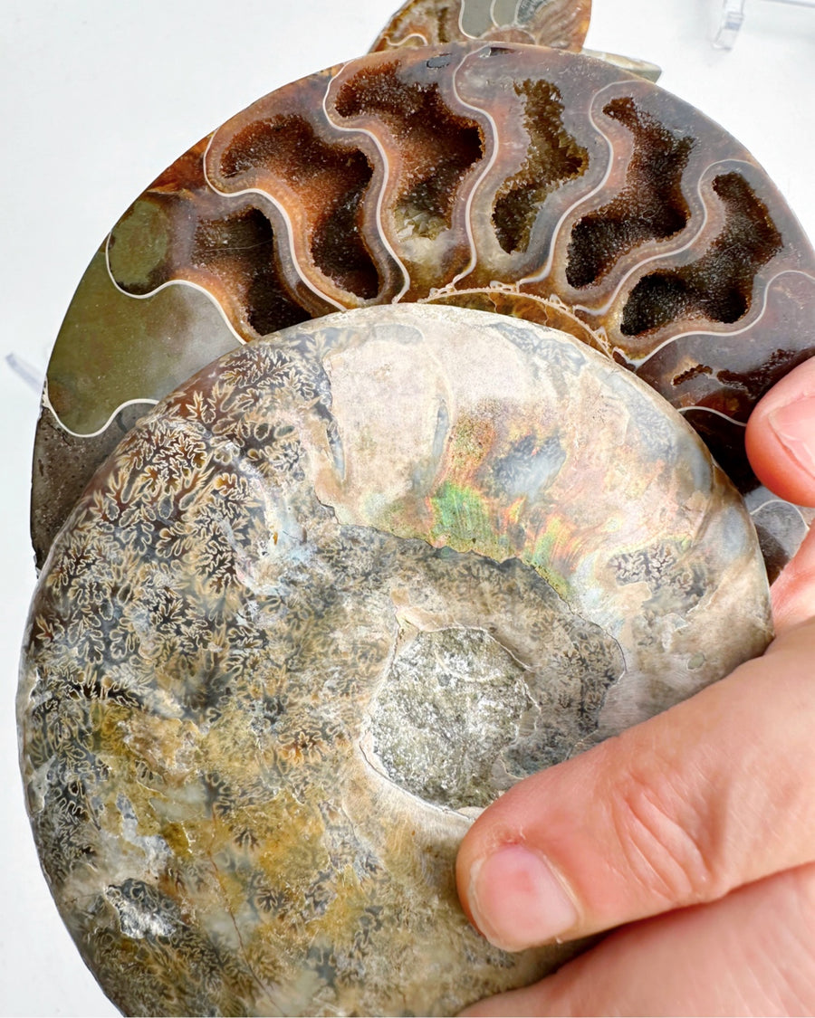 Blue Ammonite Fossil Pair