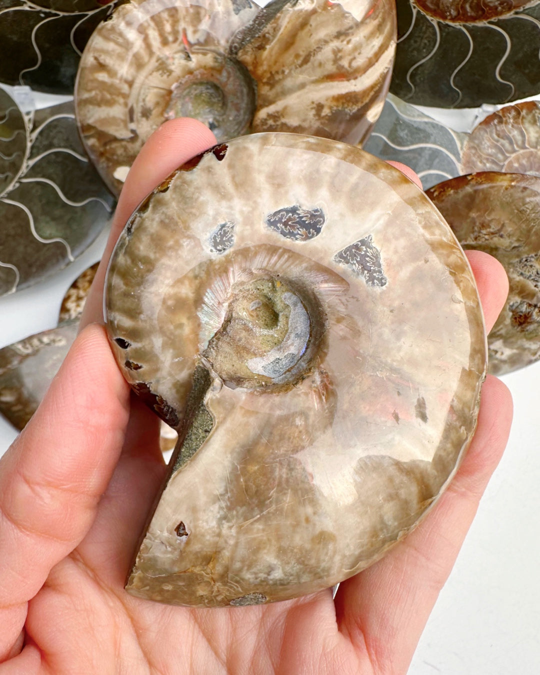 Red Ammonite Fossil - Baltic Mermaid