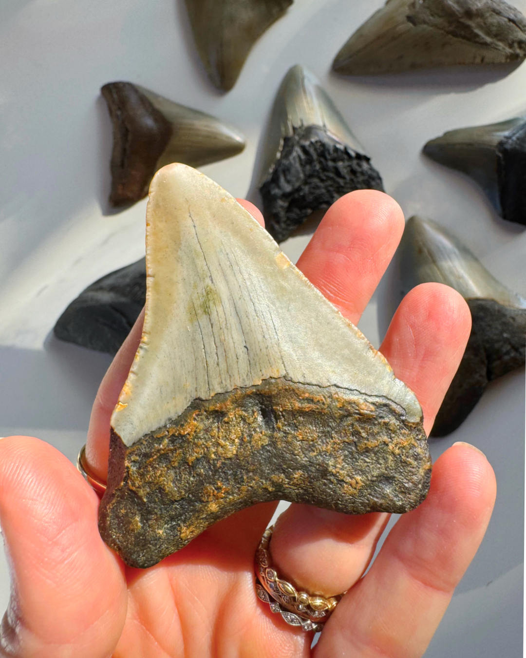Megalodon Tooth - Baltic Mermaid
