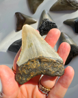 Megalodon Tooth