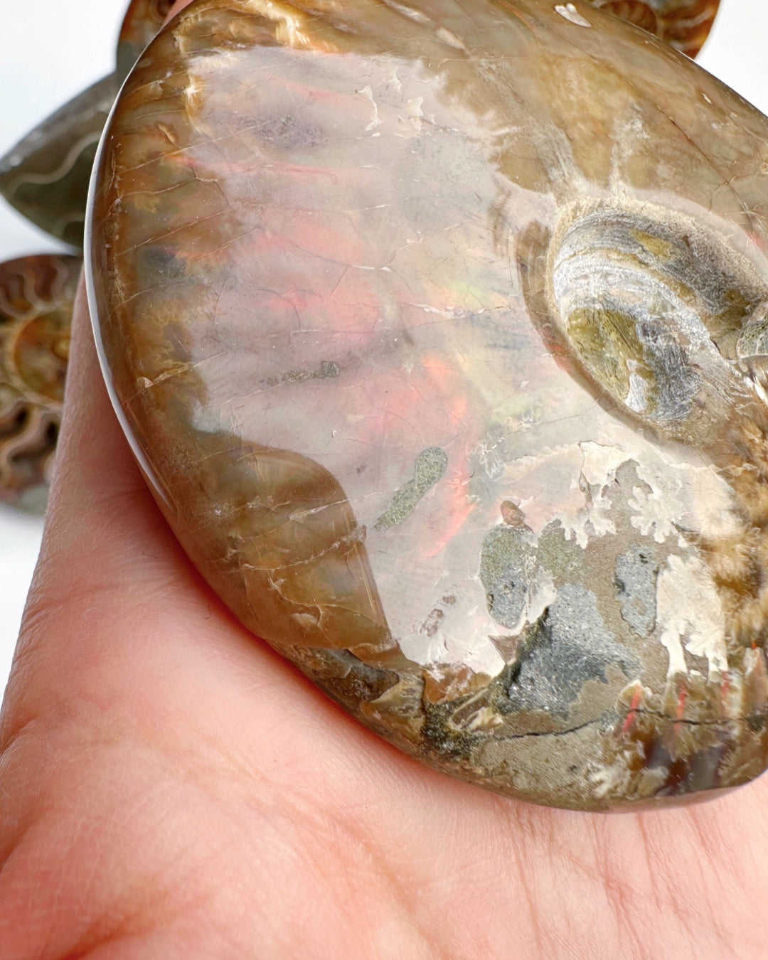 Red Ammonite Fossil - Baltic Mermaid