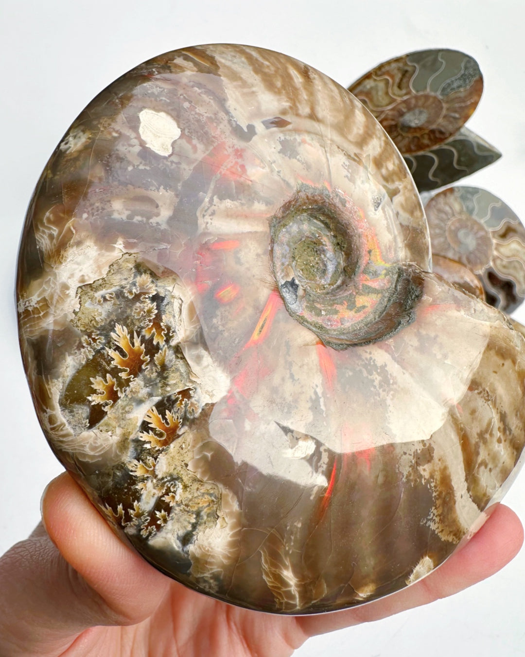 Red Ammonite Fossil - Baltic Mermaid