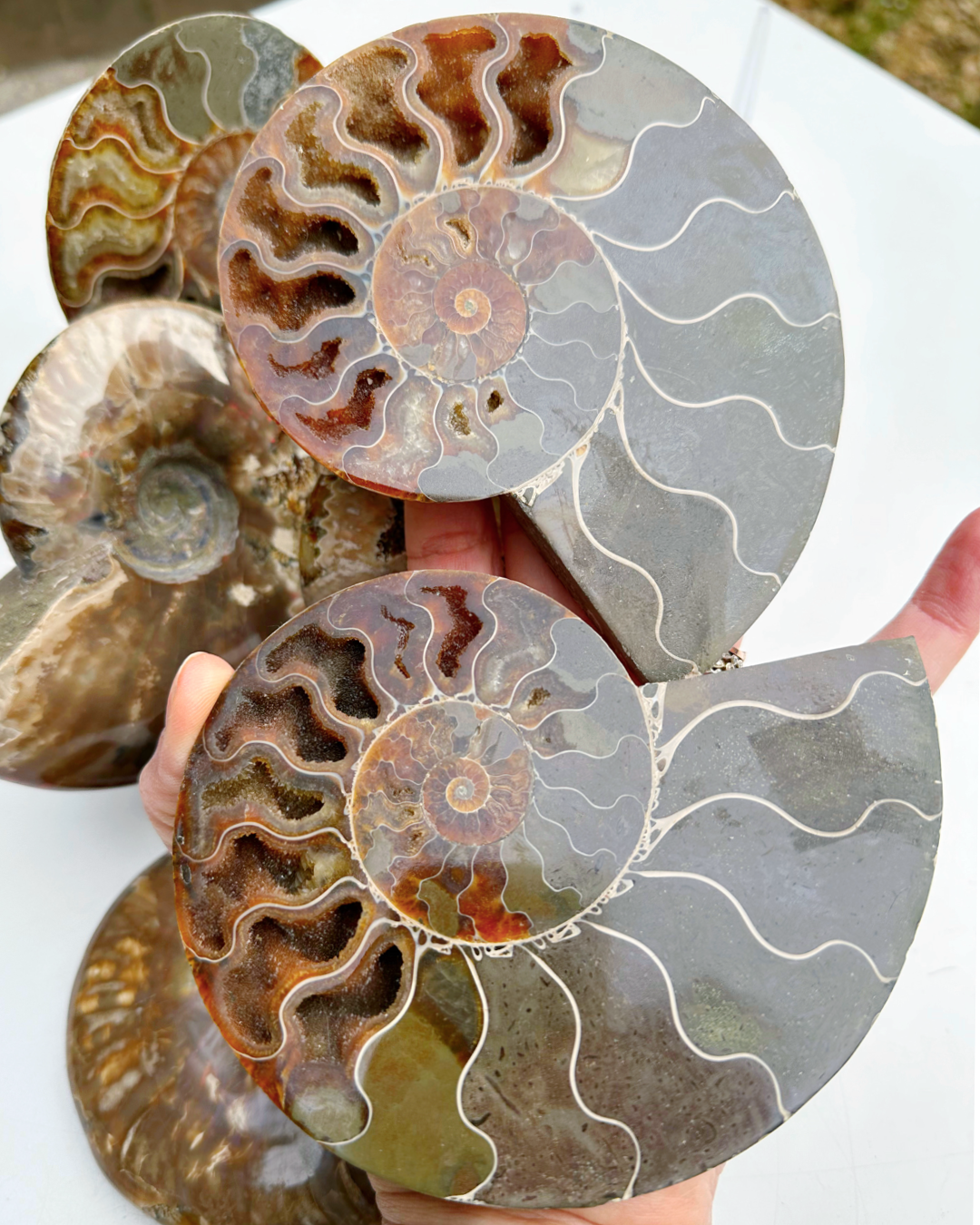 Blue Ammonite Fossil Pair - Baltic Mermaid