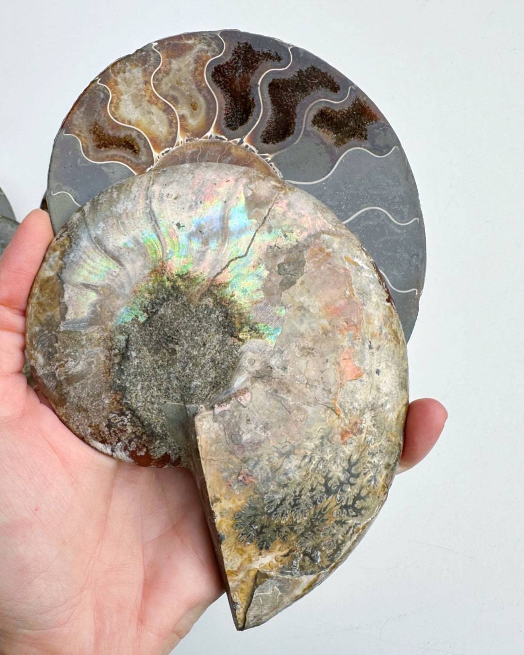 Blue Ammonite Fossil Pair