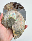 Blue Ammonite Fossil Pair