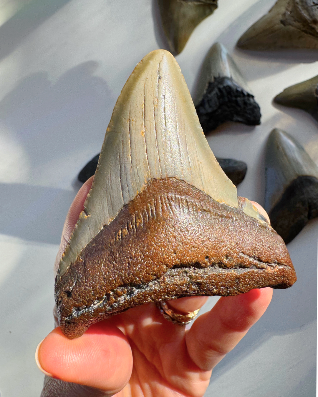 Megalodon Tooth - Baltic Mermaid
