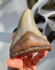 Megalodon Tooth