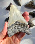 Megalodon Tooth