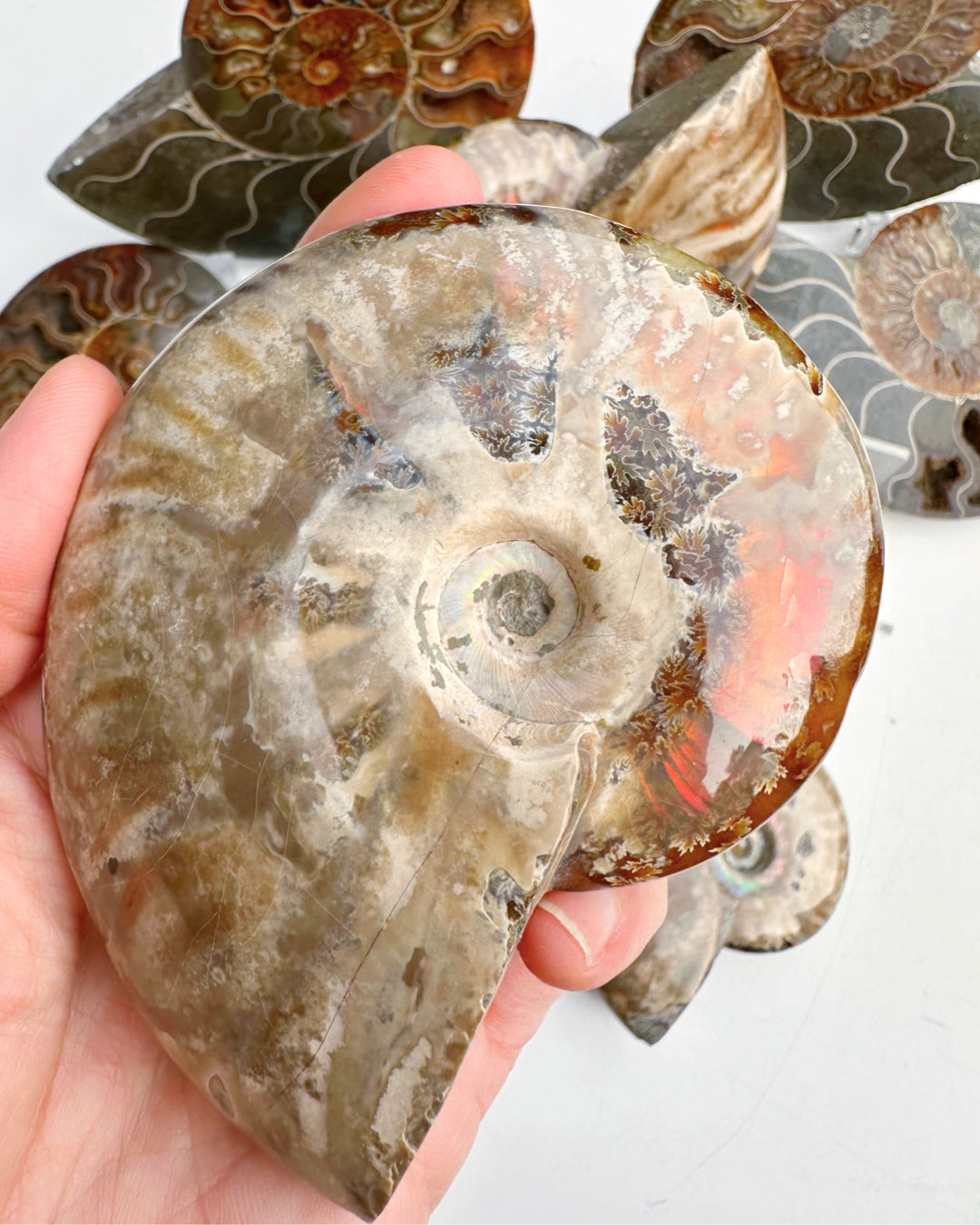 Red Ammonite Fossil