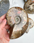 Red Ammonite Fossil