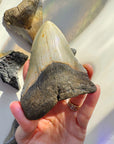 Megalodon Tooth