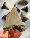 Megalodon Tooth