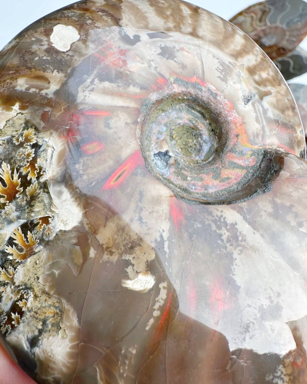 Red Ammonite Fossil - Baltic Mermaid