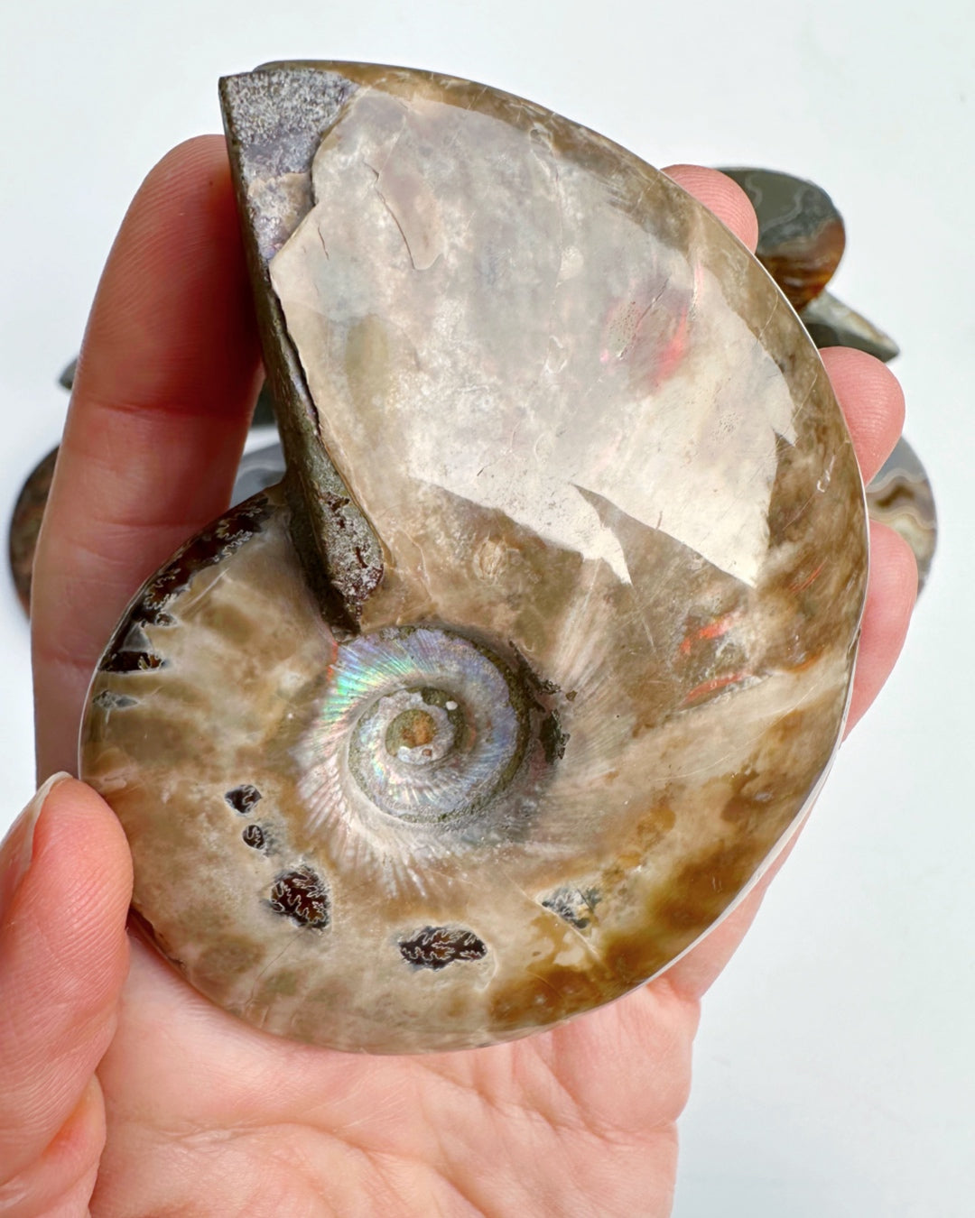 Red Ammonite Fossil