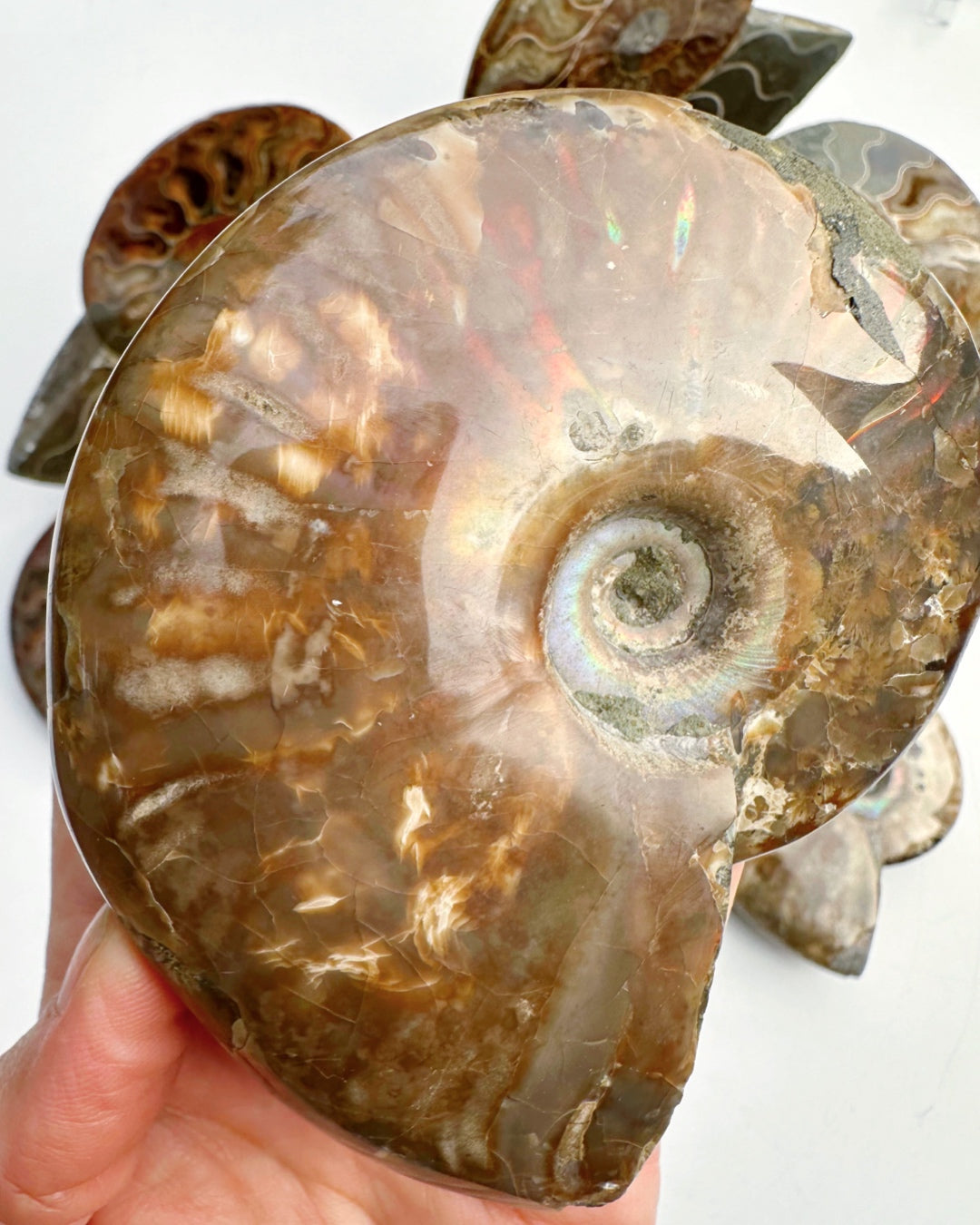 Red Ammonite Fossil - Baltic Mermaid