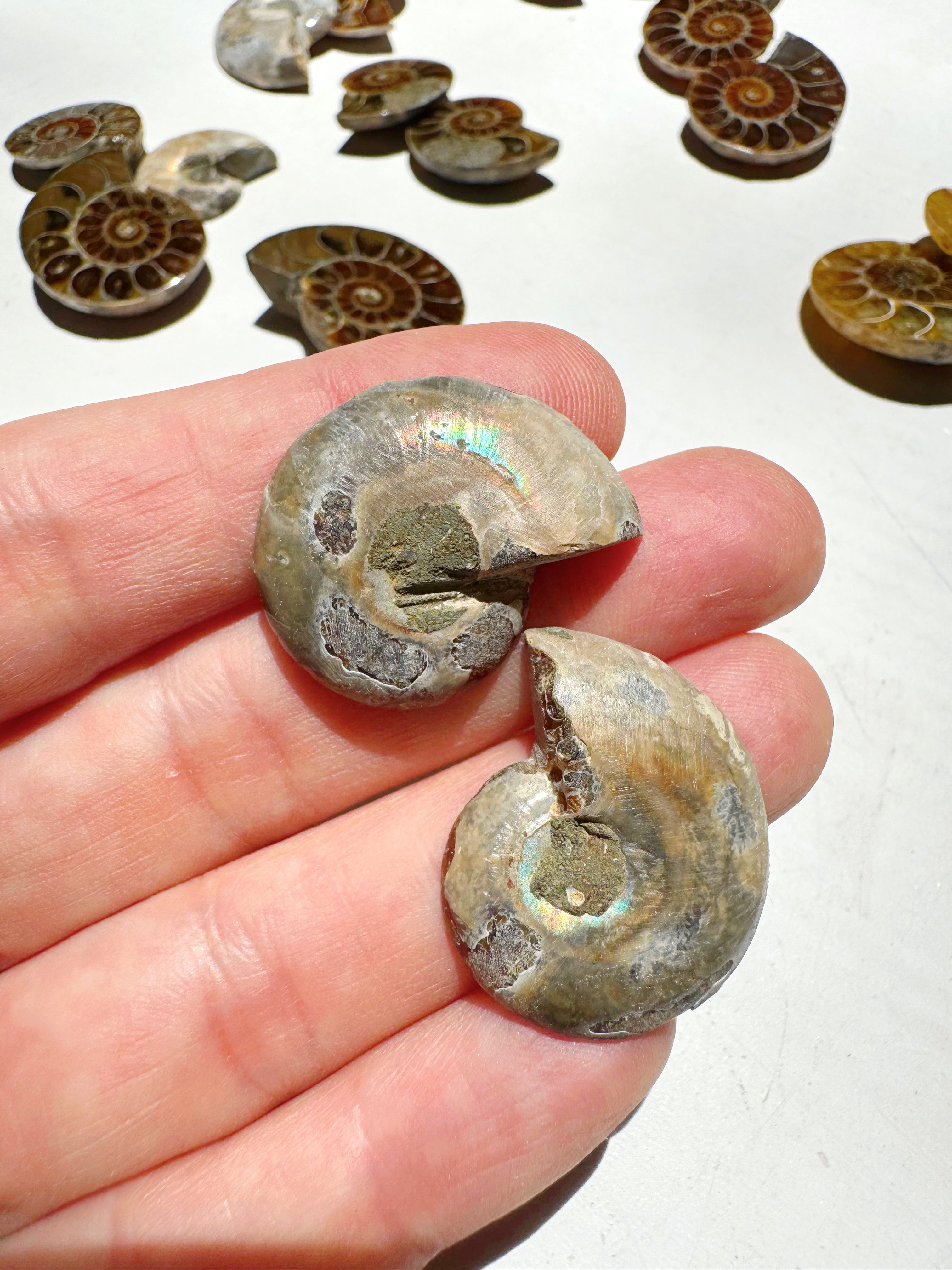 Mini Ammonite Fossil Pairs Baltic Mermaid
