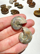 Mini Ammonite Fossil Pairs Baltic Mermaid