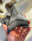 Megalodon Tooth