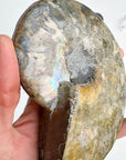 Blue Ammonite Fossil Pair