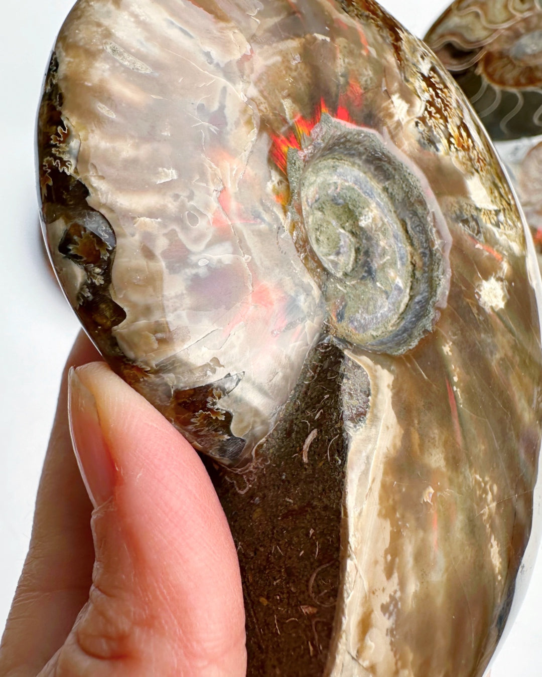 Red Ammonite Fossil