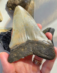 Megalodon Tooth