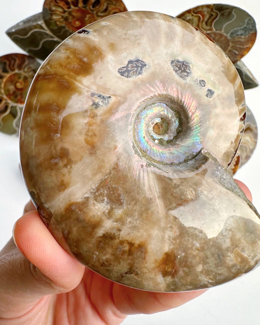 Red Ammonite Fossil