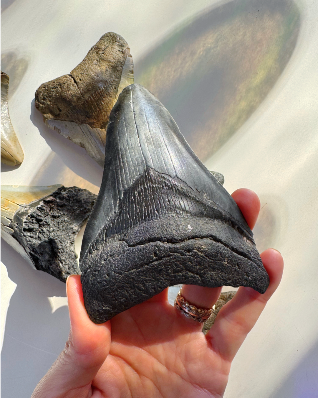 Megalodon Tooth