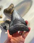 Megalodon Tooth