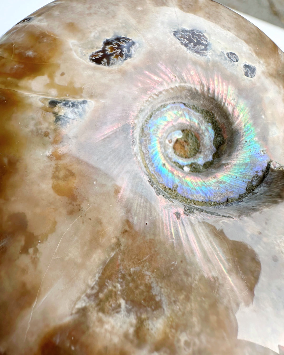 Red Ammonite Fossil - Baltic Mermaid