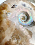 Red Ammonite Fossil