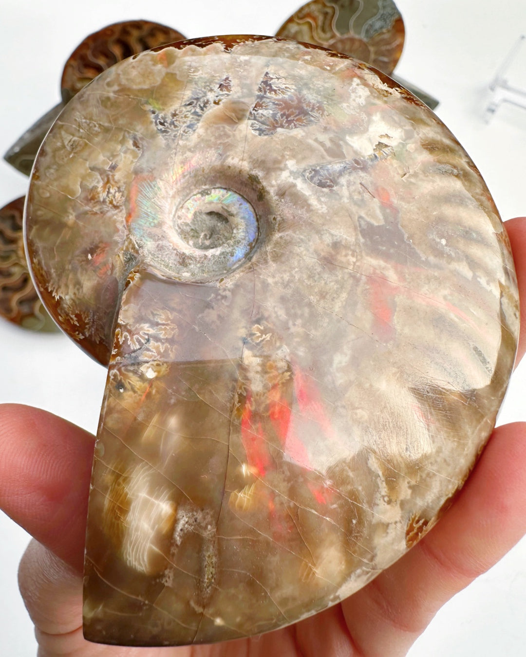 Red Ammonite Fossil