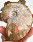 Red Ammonite Fossil