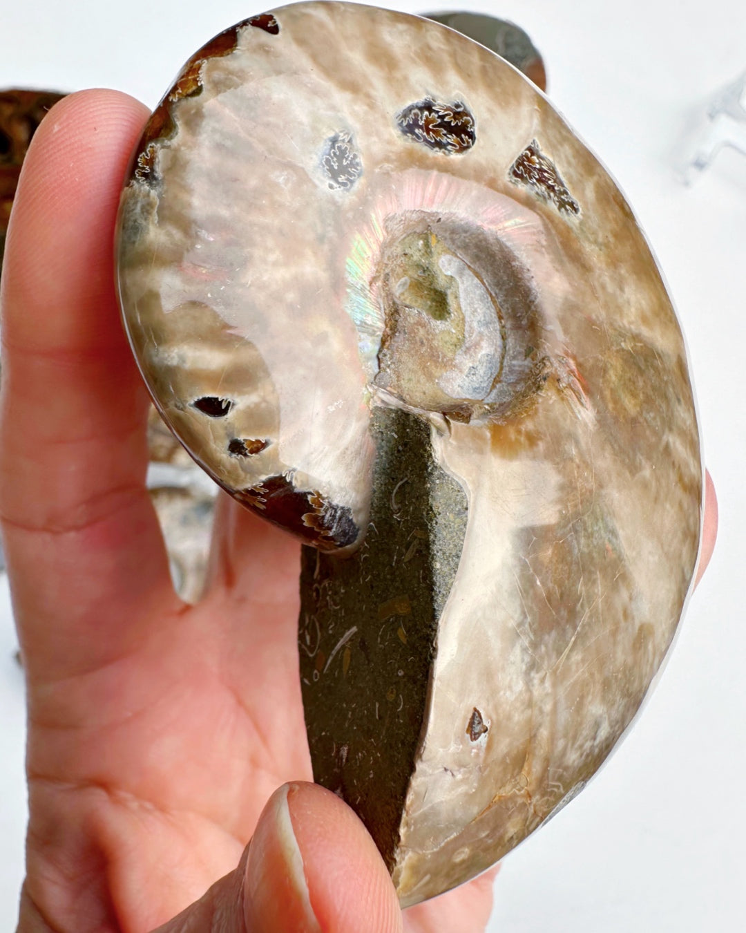 Red Ammonite Fossil