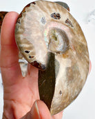 Red Ammonite Fossil - Baltic Mermaid