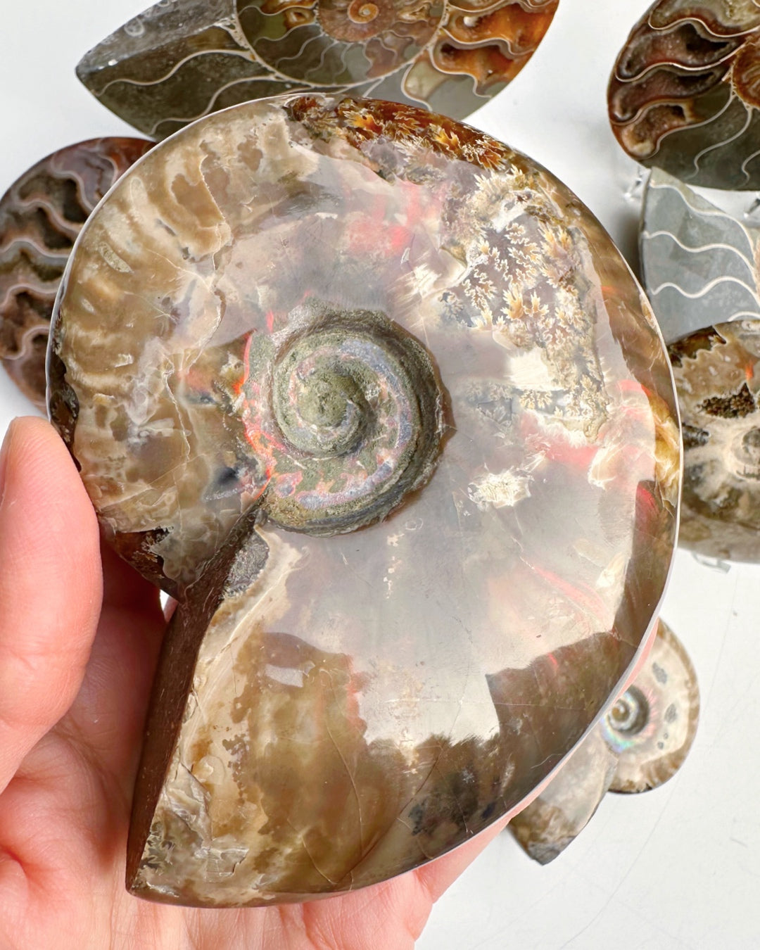 Red Ammonite Fossil - Baltic Mermaid