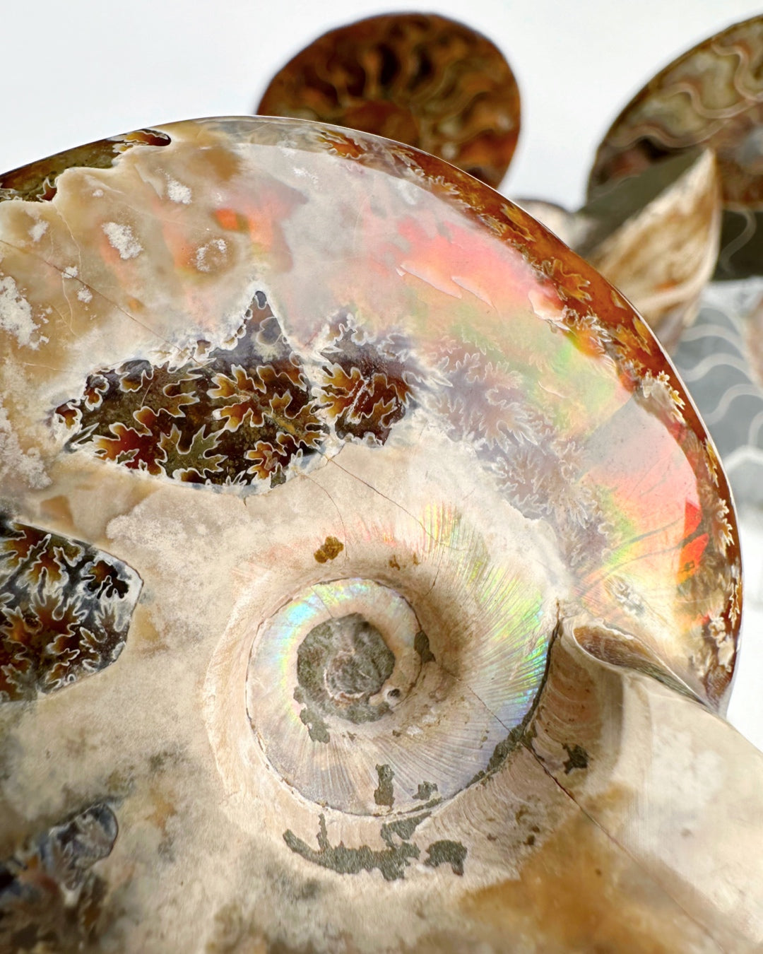 Red Ammonite Fossil