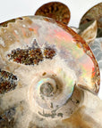 Red Ammonite Fossil