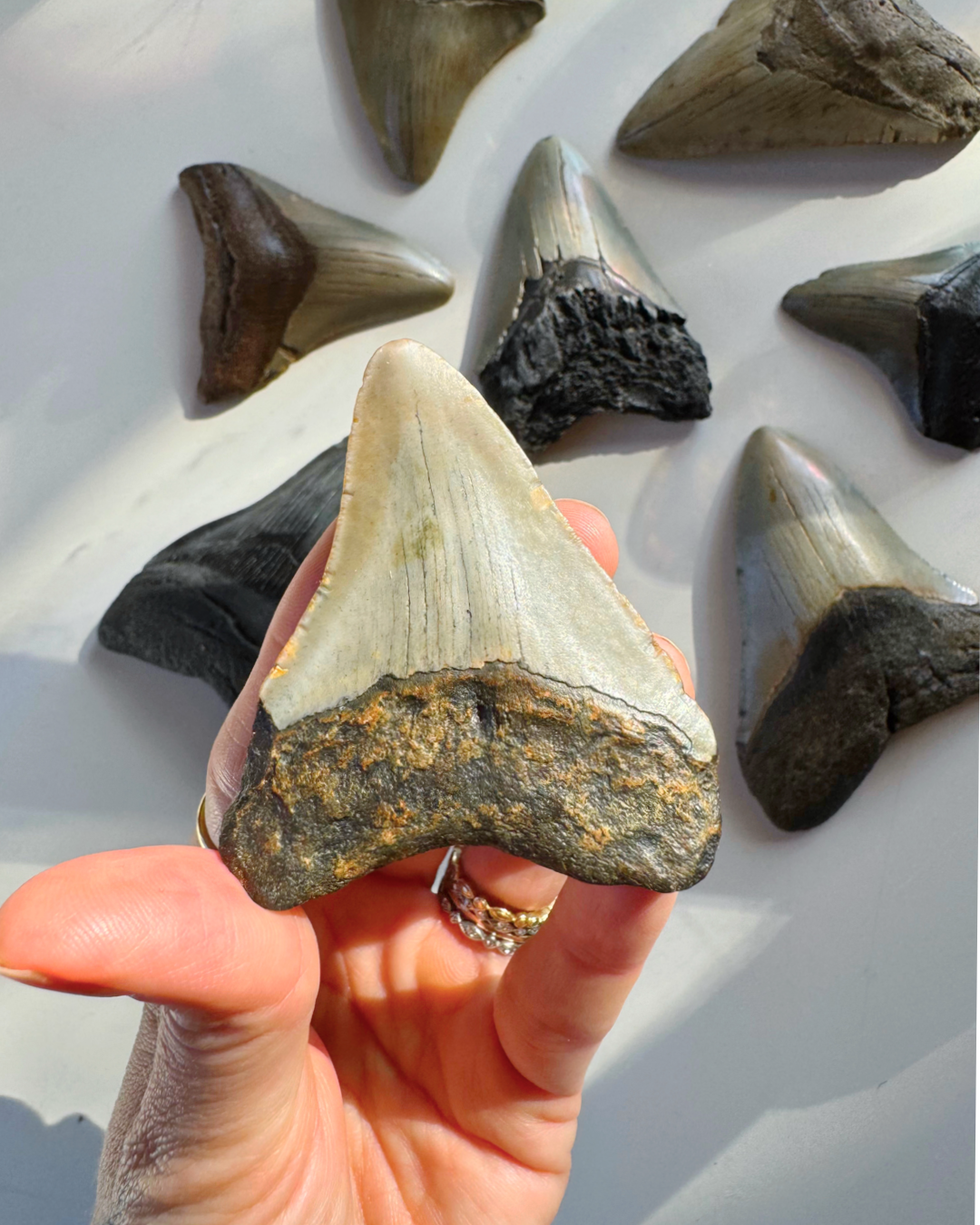 Megalodon Tooth