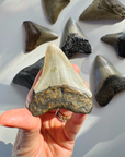 Megalodon Tooth