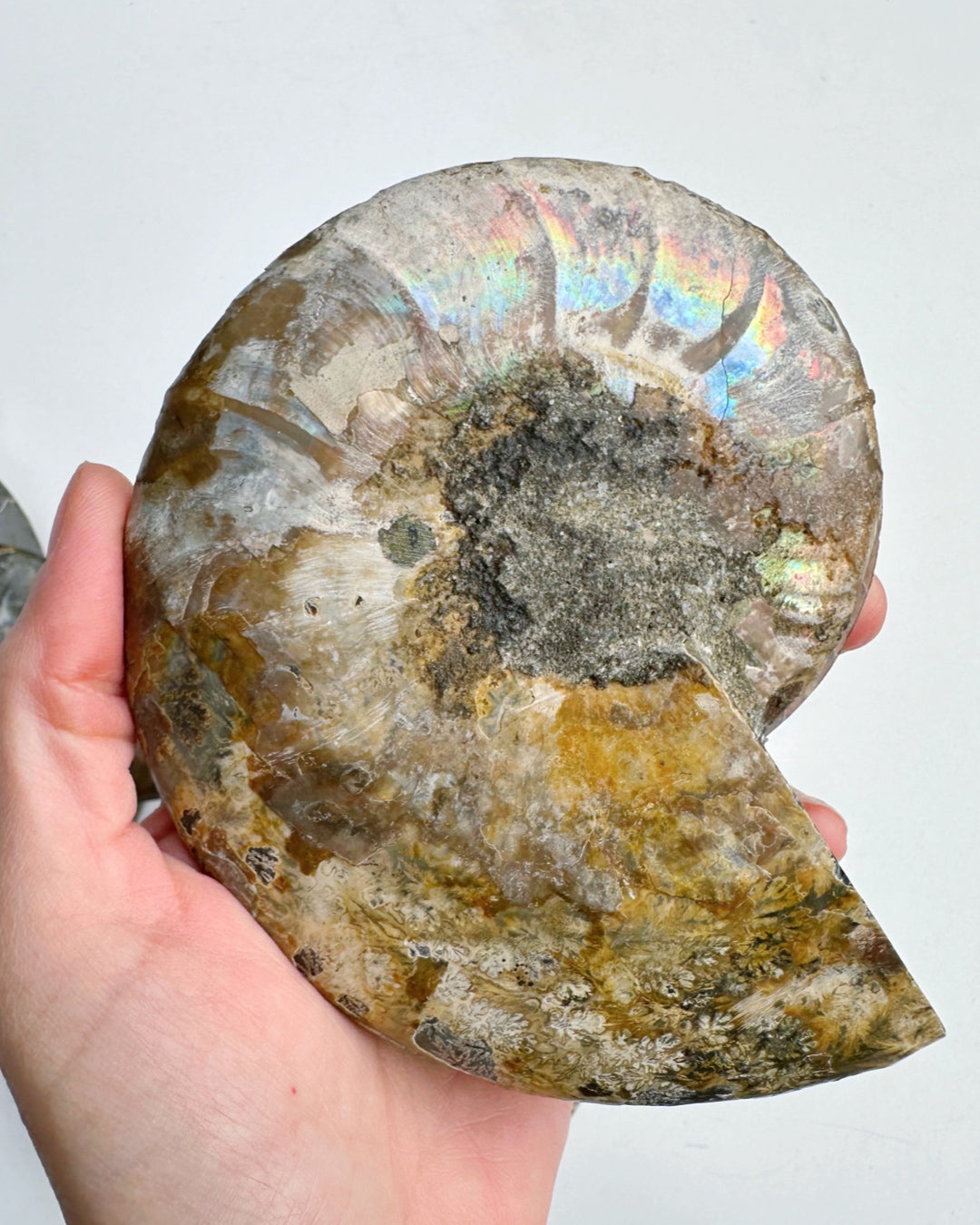 Blue Ammonite Fossil Pair