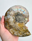 Blue Ammonite Fossil Pair