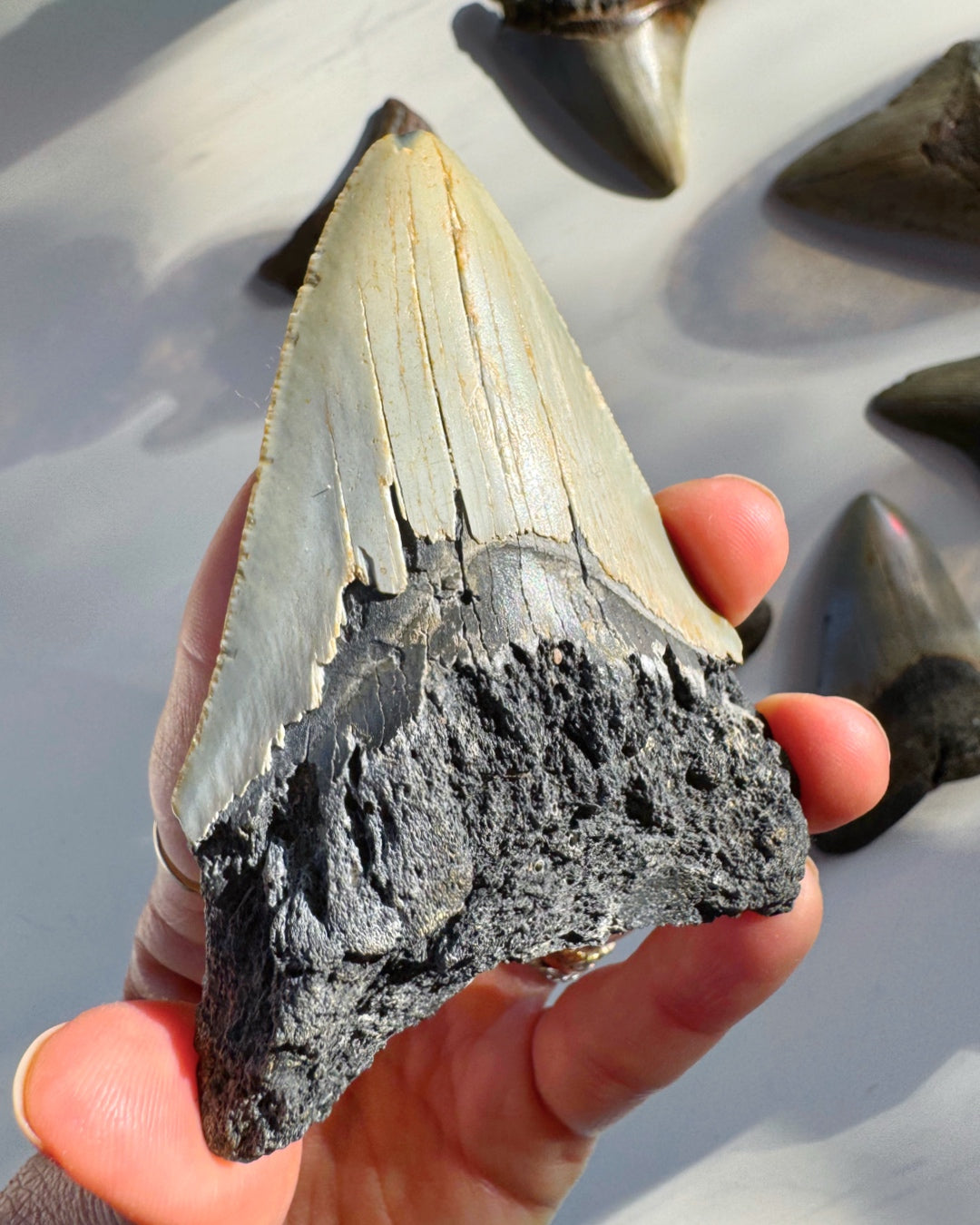 Megalodon Tooth - Baltic Mermaid